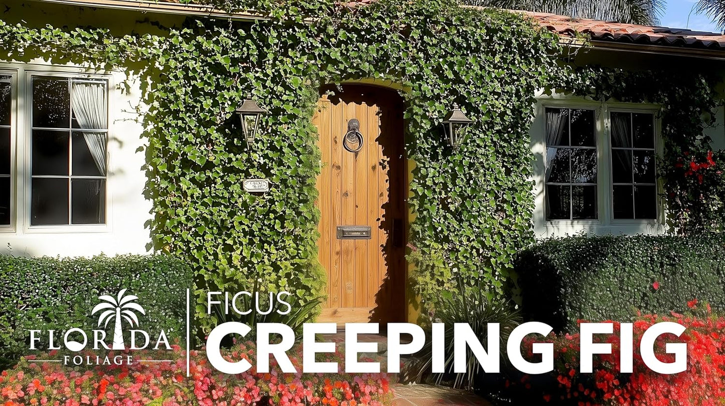 Creeping Fig Vine | 30 Live Plants | Ficus Pumila | Fast-Growing Ground Cover | Evergreen Climbing Vine for Walls & Trellises