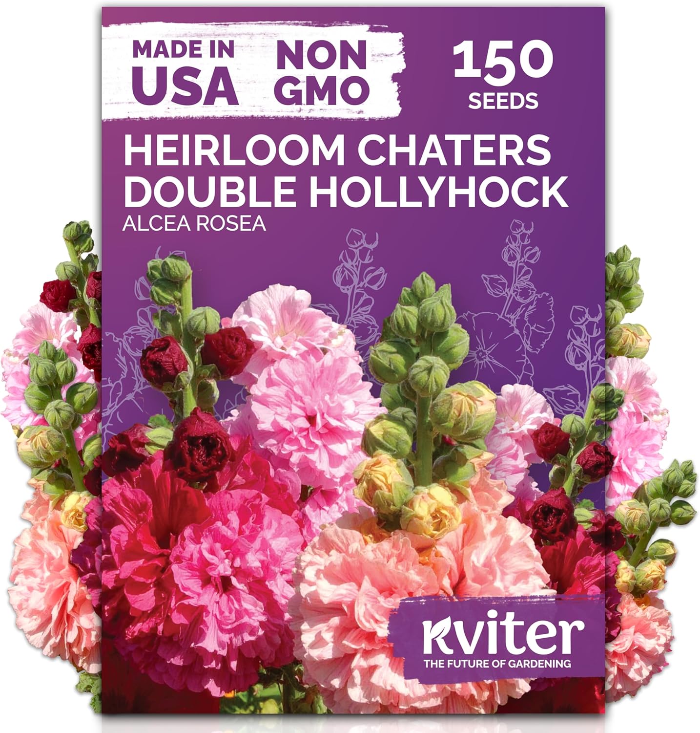 KVITER 150 Chaters Hollyhock Seeds for Planting (Alcea rosea) - Heirloom | Tall Blooms | Pollinator Magnet - Double Hollyhocks Flower Seeds to Plant Outside in Garden, Cottage Borders, Containers