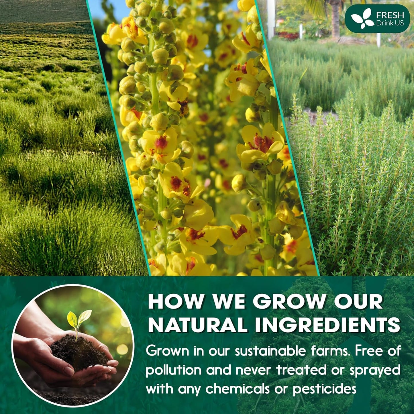 FreshDrinkUS StrongerLungs 20 Tea Bags - Mullein Leaf, Ginseng, Elderberry, Ginger & Thyme - Supports Lung Cleanse, Congestion Relief & Mucus Detox - Caffeine-Free & All-Natural