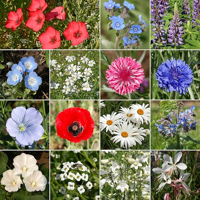 Ferry-Morse Red, White & Blue Mix Bulk Flower Seeds, 1lb