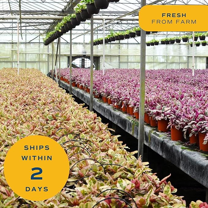 Costa Farms Live Plants (Pack of 6), Easy to Grow Live Indoor Houseplants in 3.8-Inch Plant Pots, Hand-Selected Varieties, Home and Room Decor, 8-10 Inches Tall