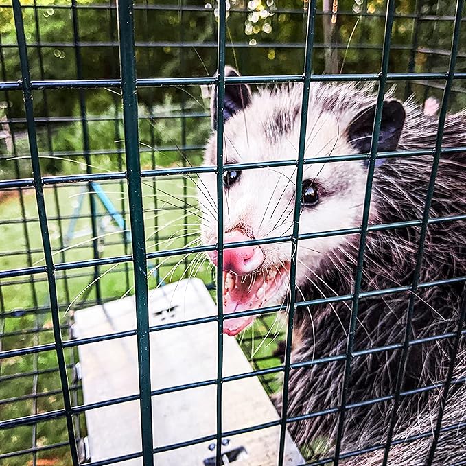 HOMESTEAD Heavy Duty Live Trap - Professional Style One-Door Live Animal Traps for Rabbit, Squirrel, Possum, Skunk, Kitten, Mink Small