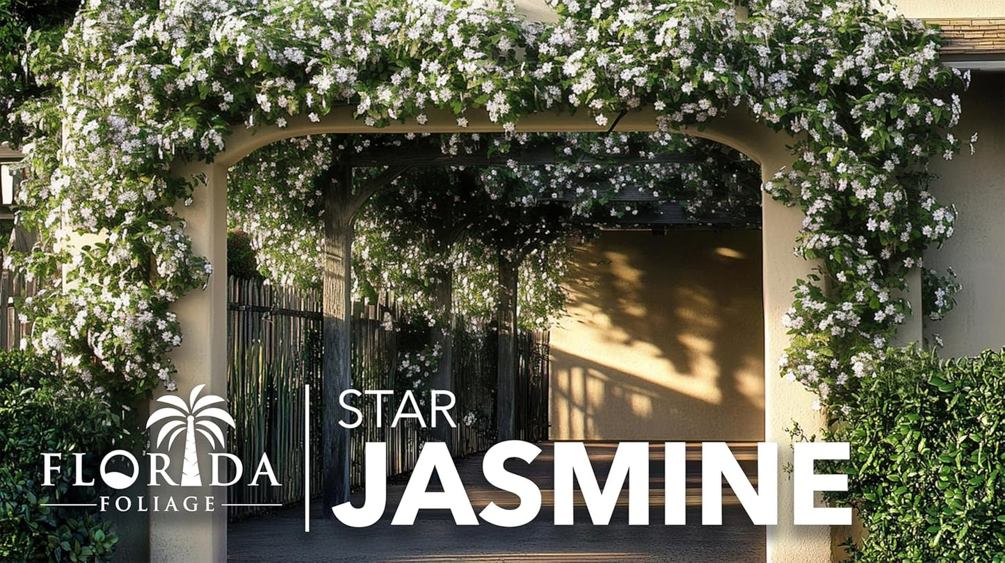 Star Jasmine | 30 Live Plants | Trachelospermum Jasminoides | Fragrant Blooming Evergreen Vine, Low Maintenance, Climbing, White Flowers, Attracts Pollinators, Drought Tolerant