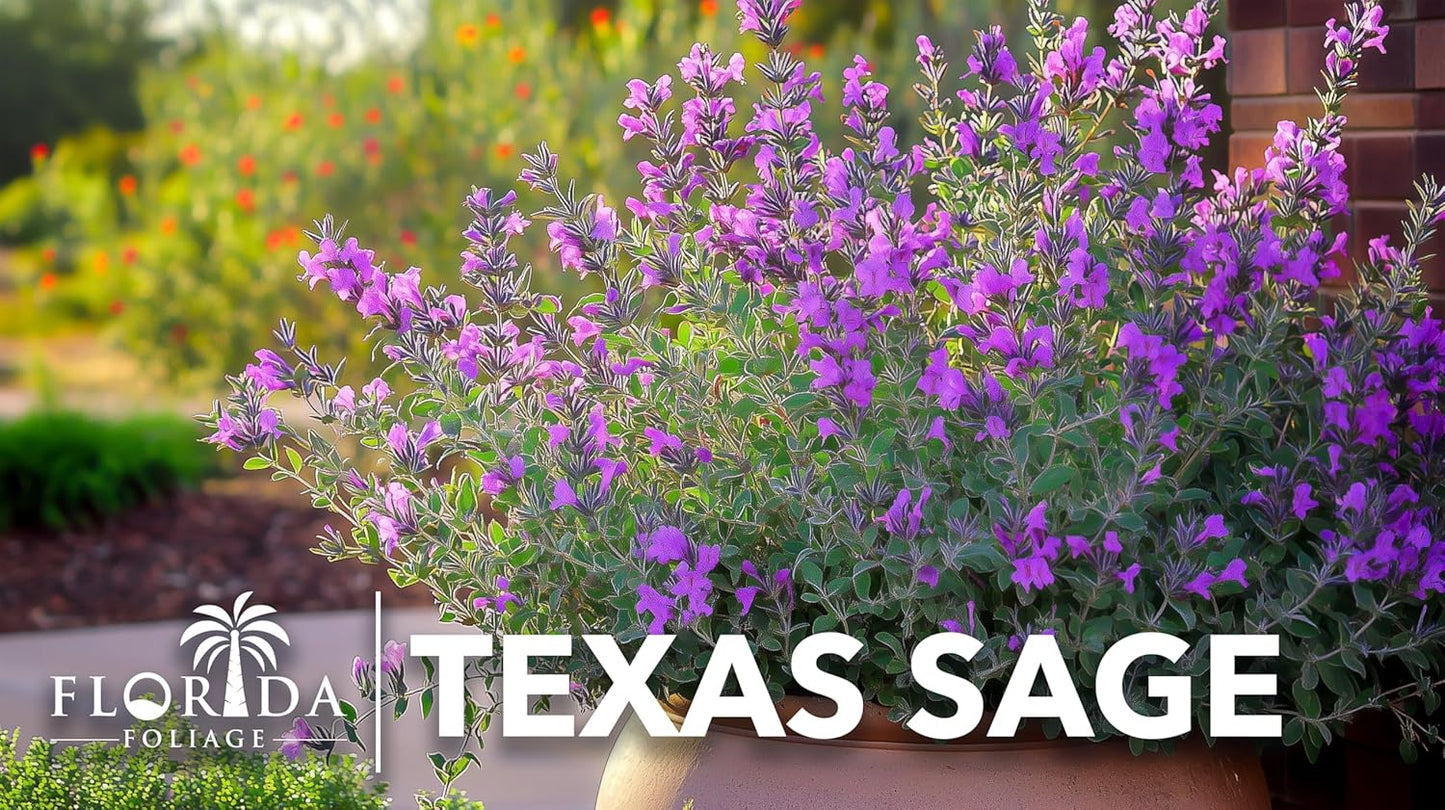 Texas Sage | 30 Live Plants | Leucophyllum frutescens | Drought-Tolerant Shrub for Landscaping | Hardy Evergreen with Silver Foliage and Purple Blooms