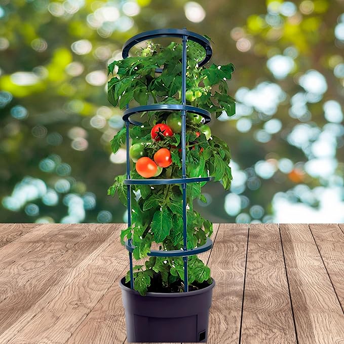 Small Tomato Cage for Pots Mini Tomato Cage Trellis 9'' Each 36'' in Total with Gloves