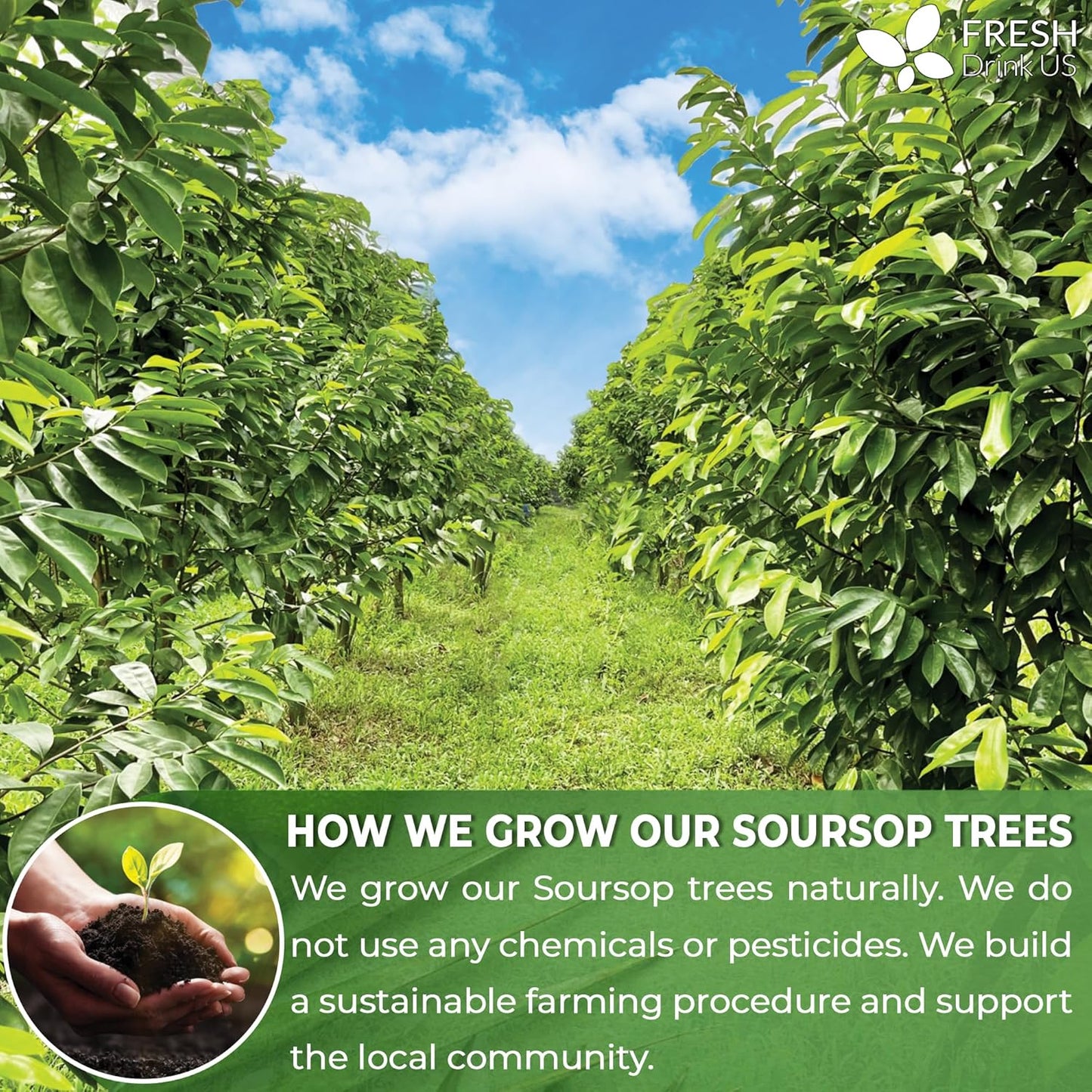 FreshDrinkUS, Premium 275+ Soursop Graviola Whole Dried Leaves Tea, 275-300 Soursop Graviola Guanabana Whole Leaves, Wildcrafted, Hoja Guanabana Loose Leaf Herbal Tea, No Gluten, Vegan