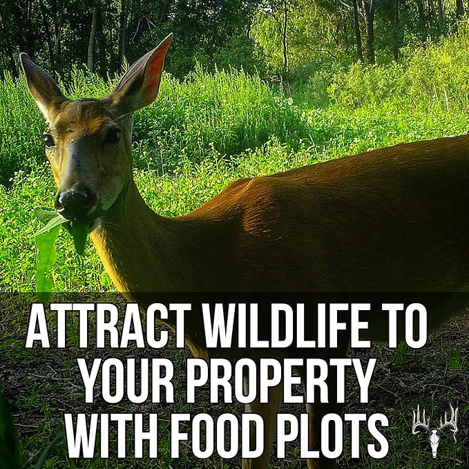 Dwight’s Pure Sugar Beet Seed for Deer, 6LB EcoPack, Planting Seeds Grow Whitetail & Turkey Hunting Food Plot Attractants, Winter Root Crop & Cold Tolerant Forage Feed Wildlife, No Coat