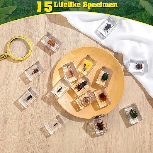 15 Insect specimens,Real Specimens of Various Butterflies and Beetles Made of Resin, Used for Science Classroom Science Education Animal Specimens, Bug Preserved,Oddities, Biology (15 Pcs Beetles)