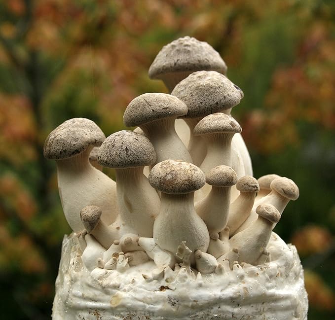 Two Mushroom Grow Kits, 3Lb Each (King Oyster & Blue Oyster)