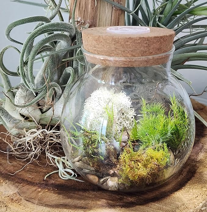 Create Your Serene Moss Sanctuary with The Unique Gardener Moss Bowl Terrarium Kit with LED Light - Complete Terrarium Supplies, Indoor Plants for Stress Relief & Air Purification!