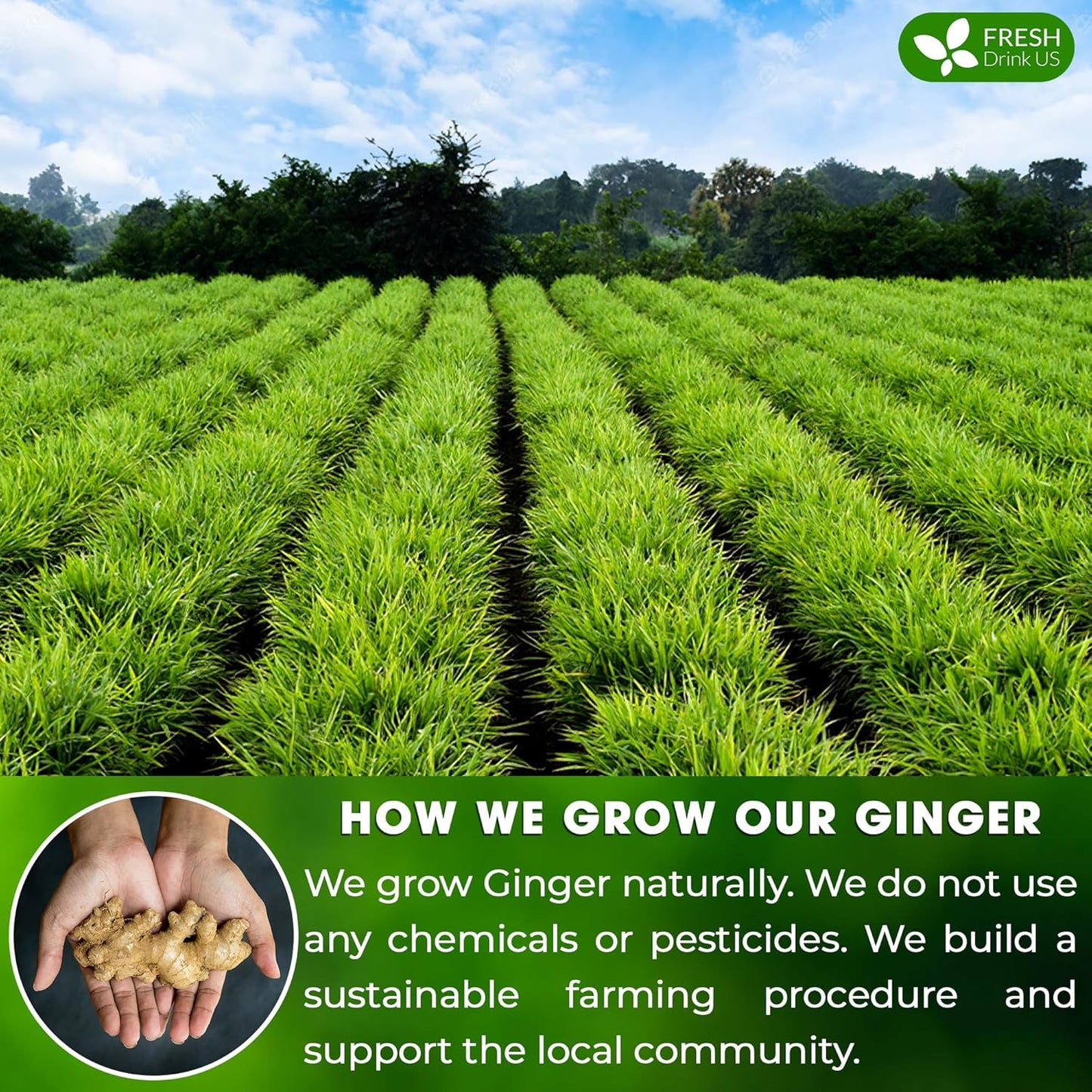 FreshDrinkUS, 150 Premium Ginger Tea Bags, Non GMO, 100% Natural & Pure from Ginger Root, Root Herbal Tea. No Sugar, No Caffeine, No Gluten, Vegan. Support Stronger Digestion, Pleasantly Spicy & Warming