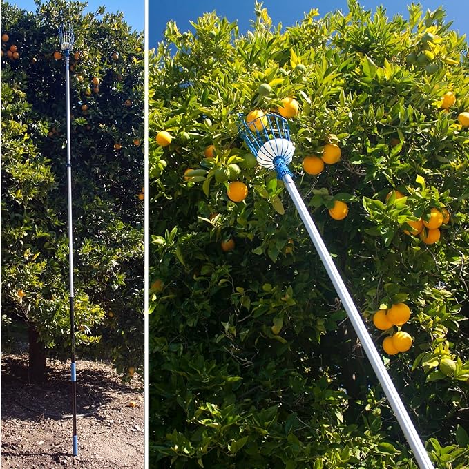 EVERSPROUT 4.5-to-12ft Durable Fruit Picker with 20+ Foot Reach – Telescoping Fruit Picker Pole, Lightweight Twist-On Fruit Picking Tool with Basket, Aluminium Extension Pole for Tree Fruit Harvesting