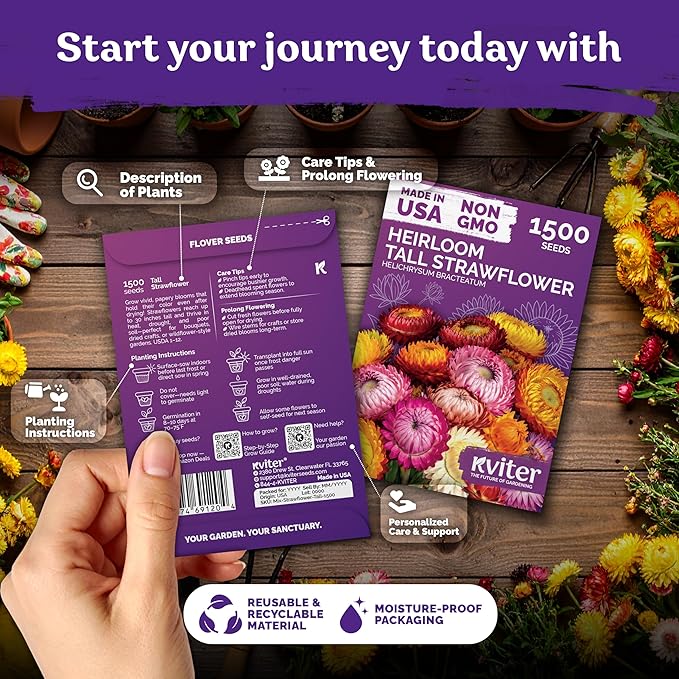 KVITER 1,500 Tall Mix Strawflower Seeds for Planting (Xerochrysum/Helichrysum Bracteatum) — Golden Everlasting Flower, Paper Daisy — Ideal Organic, Heirloom Cut Flower Seeds to Plant Outside & Drying