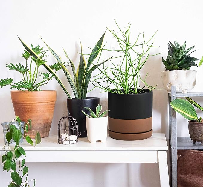 D'vine Dev Set of 2 Plants Pots, 8 Inch Ceramic Planter Pot for Plants with Drainage Hole and Saucer, Black/Speckled Tan, 94-V-D-7