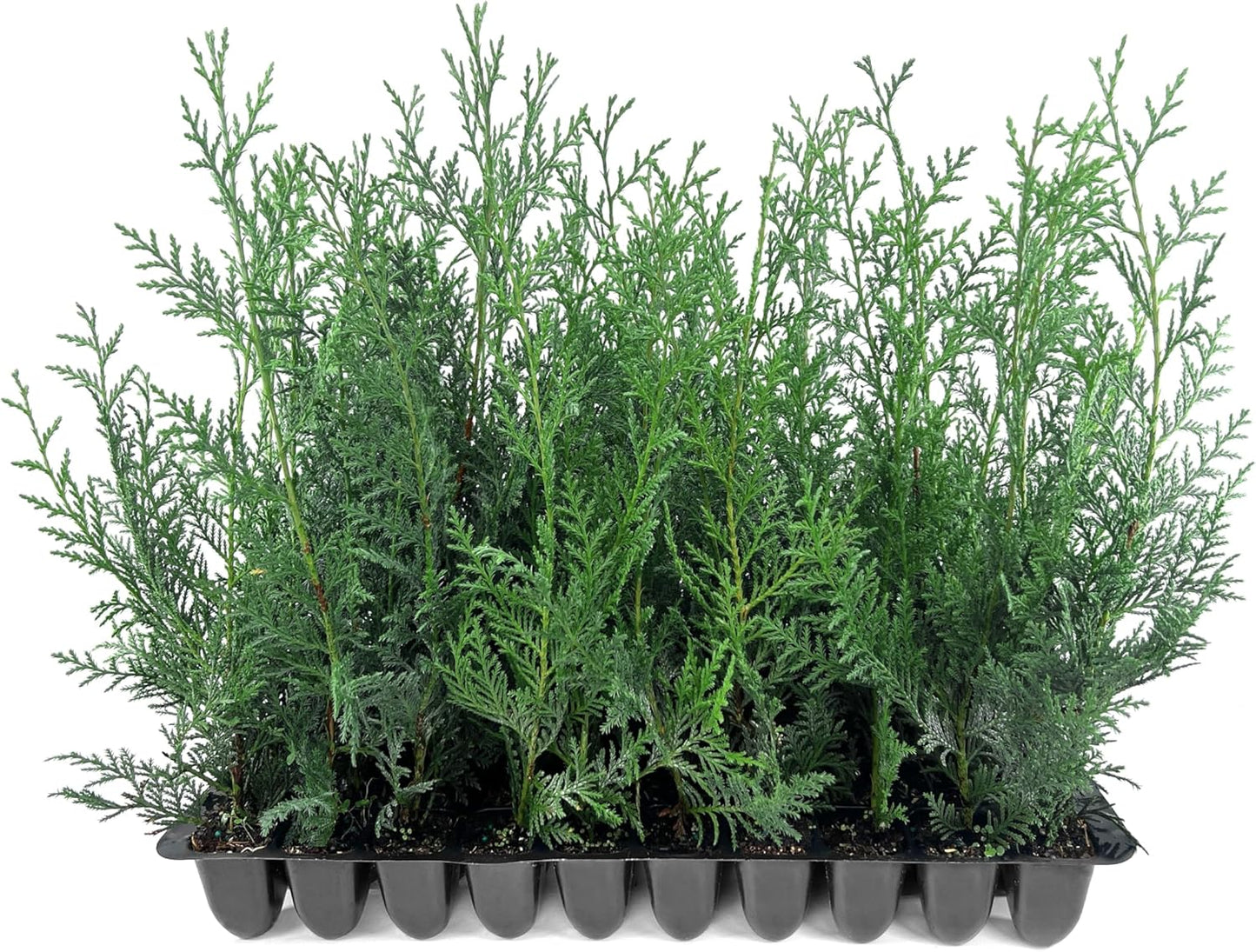 Leyland Cypress | 60 Live Plants | Cupressocyparis leylandii | Fast Growing Privacy Trees, Evergreen Landscape Plants, Drought Tolerant, Low Maintenance, Windbreak, Hardy