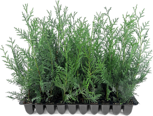 Leyland Cypress | 60 Live Plants | Cupressocyparis leylandii | Fast Growing Privacy Trees, Evergreen Landscape Plants, Drought Tolerant, Low Maintenance, Windbreak, Hardy