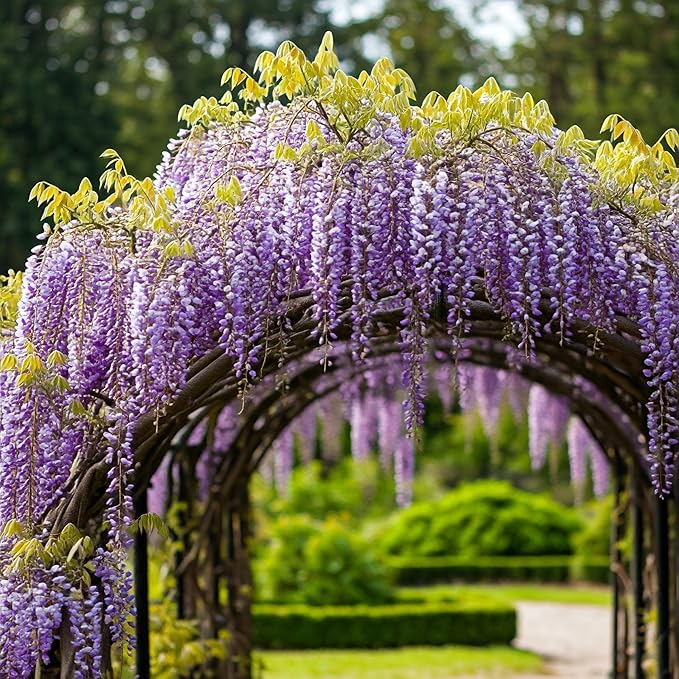 Wisteria- Plant Grow Kit | Wisteria Plant Grow Kit | Indoor/Outdoor Wisteria Starter Kit | Grow Your Own Wisteria | Educational | Great Gift Idea (Tin Planter)