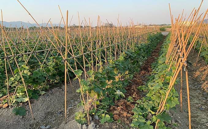 Plant Bamboo Post,6Feet,Bamboo Garden Stakes,50PcsBamboo Stakes,for Tomato,Beans,Vegetable and Flowers, Potted Plants,Indoor and Outdoor Climbing Plants