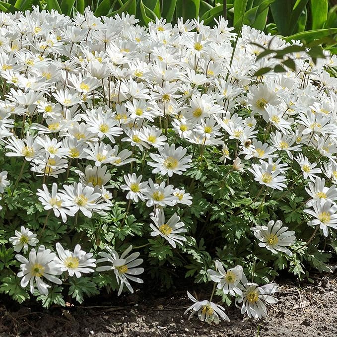 Easy to Grow Anemone Blanda 'White' Plant Bulbs (20 Pack) - White Flowering Blooms in Spring or Fall Gardens