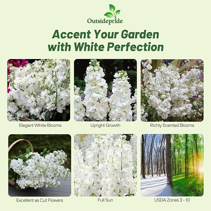 Outsidepride Ten Week White Mattiola Stock Seeds - 1000 Pcs Annual Flower Seeds for Planting with Fragrant Blooms That Attract Pollinators, Compact Growth, for Cut Flower Arrangements & Containers