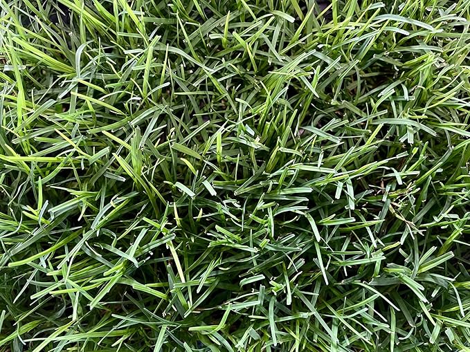| Bermuda Grass Plugs - 200 Large Plugs, Fast Growing, Low Maintenance Green