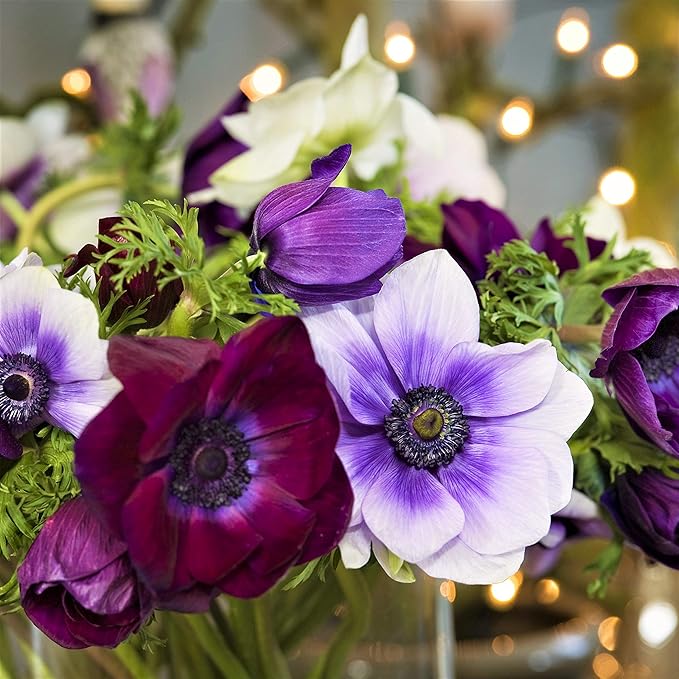 Easy to Grow Anemone 'Monarch de Caen Mix' Plant Bulbs (60 Pack) - Mix Colorful Flowers in Spring Gardens