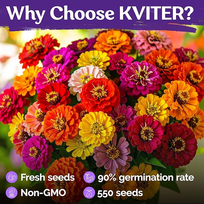 KVITER 550 California Giant Zinnia Seeds for 2025 (Zinnia Elegans) – Heirloom & Non GMO Double Blooms, Pollinator Magnet – Ideal Flower Seeds for Planting in Garden, Containers, Cutting Beds