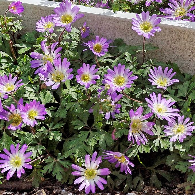 Easy to Grow Anemone Blanda Pink Shades 20 Plant Bulbs - Pink Flowers in Spring Outdoor, Full Sun