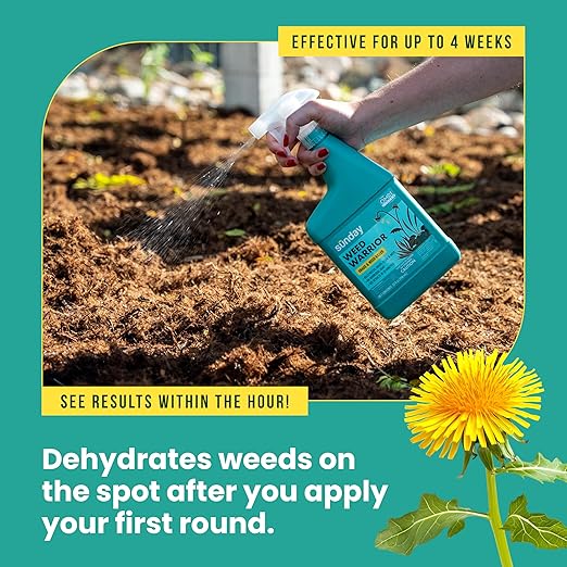 Sunday Weed Warrior, 32oz, 2 Pack - Grass & Weed Killer - Organic, Ready-to-Use Weed Killer Spray - Herbicide Spot Treatment - Kills Weeds, Grass, Algae and Moss