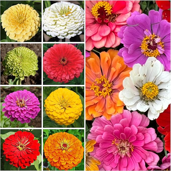 Seed Needs Zinnia Seeds for Planting California Giants Zinnias - Collection of 9 Individual Heirloom Seed Packets - Grow a Butterfly Garden to Attract Butterflies, Bees & Other Pollinators