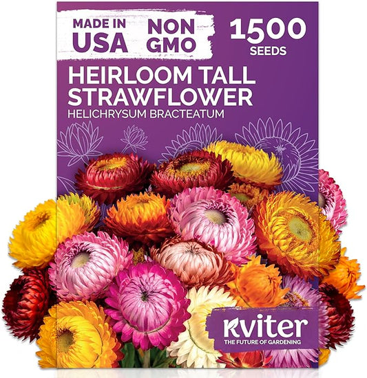 KVITER 1,500 Tall Mix Strawflower Seeds for Planting (Xerochrysum/Helichrysum Bracteatum) — Golden Everlasting Flower, Paper Daisy — Ideal Organic, Heirloom Cut Flower Seeds to Plant Outside & Drying