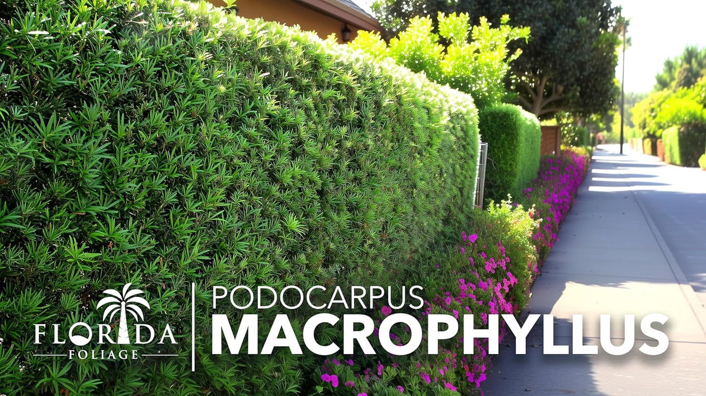 Podocarpus Macrophyllus Japanese Yew | 10 Live Plants | Podocarpus macrophyllus | Privacy Hedge Shrub | Evergreen Landscaping Plants for Gardens & Borders