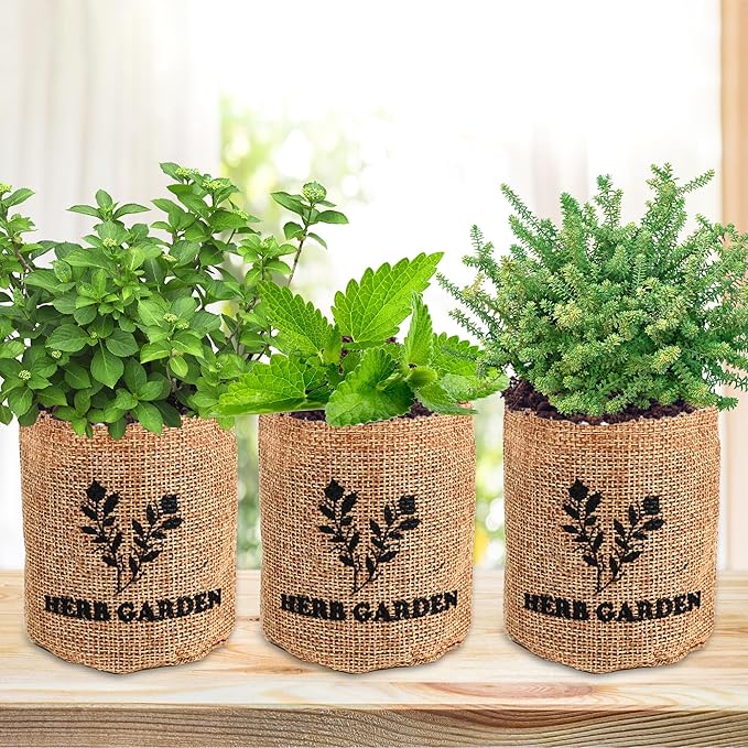 Indoor Herb Garden Starter Kit, 5 Seeds Growing into Basil, Parsley, Rosemary, Thyme, Mint, Including A Wooden Box, Soil Discs & Planters with A Gift Box, Ideal Christmas Gifts for Women