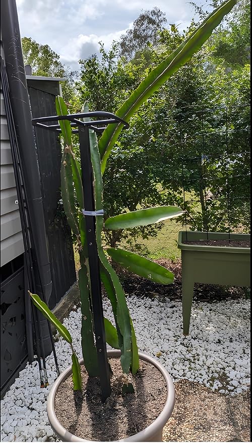 Premium Dragon Fruit Trellis - Durable Metal Trellis for Vertical Gardening and Climbing Plants - 12in x 12in x 50in