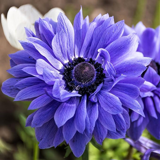 Easy to Grow Anemone Lord Lieutenant 20 Plant Bulbs - Blue Violet Flowers in Spring Outdoor