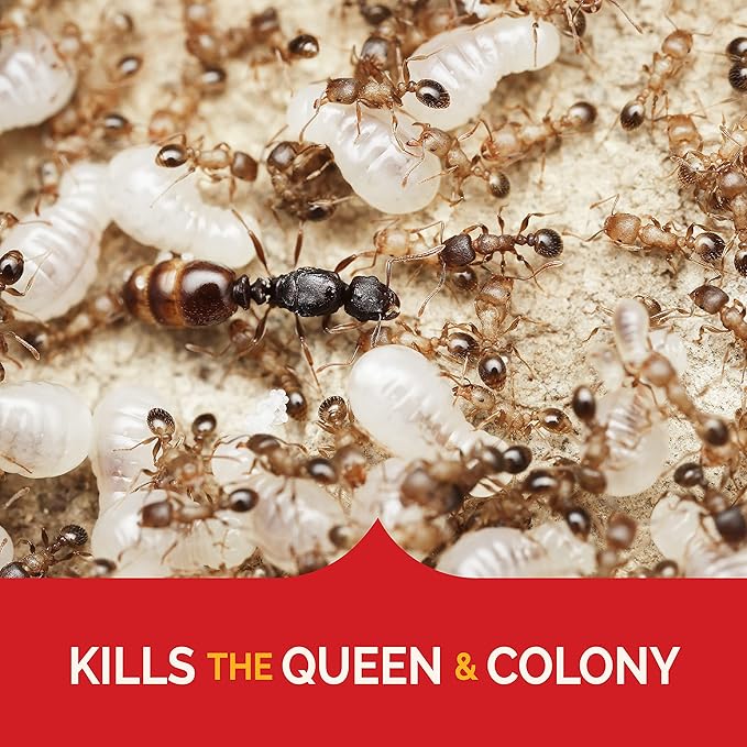 Hot Shot MaxAttrax Ant Bait 8 Count, Child-Resistant Bait Stations, 6 Pack