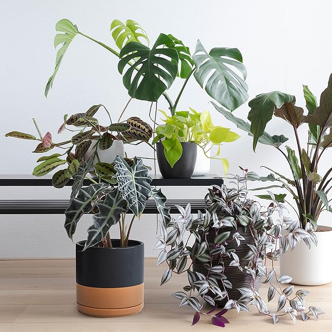 D'vine Dev Set of 2 Plants Pots, 8 Inch Ceramic Planter Pot for Plants with Drainage Hole and Saucer, Black/Speckled Tan, 94-V-D-7