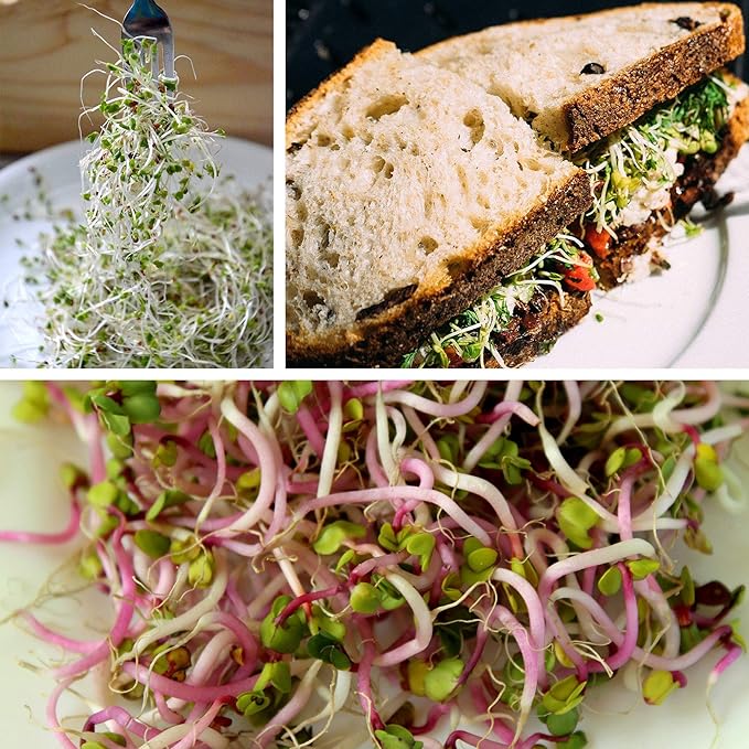 Organic Broccoli Sprout Growing Kit – Includes 316 Stainless Steel Lid, Stand, and Non-GMO Seeds – Complete Kit by Handy Pantry & Trellis + Co