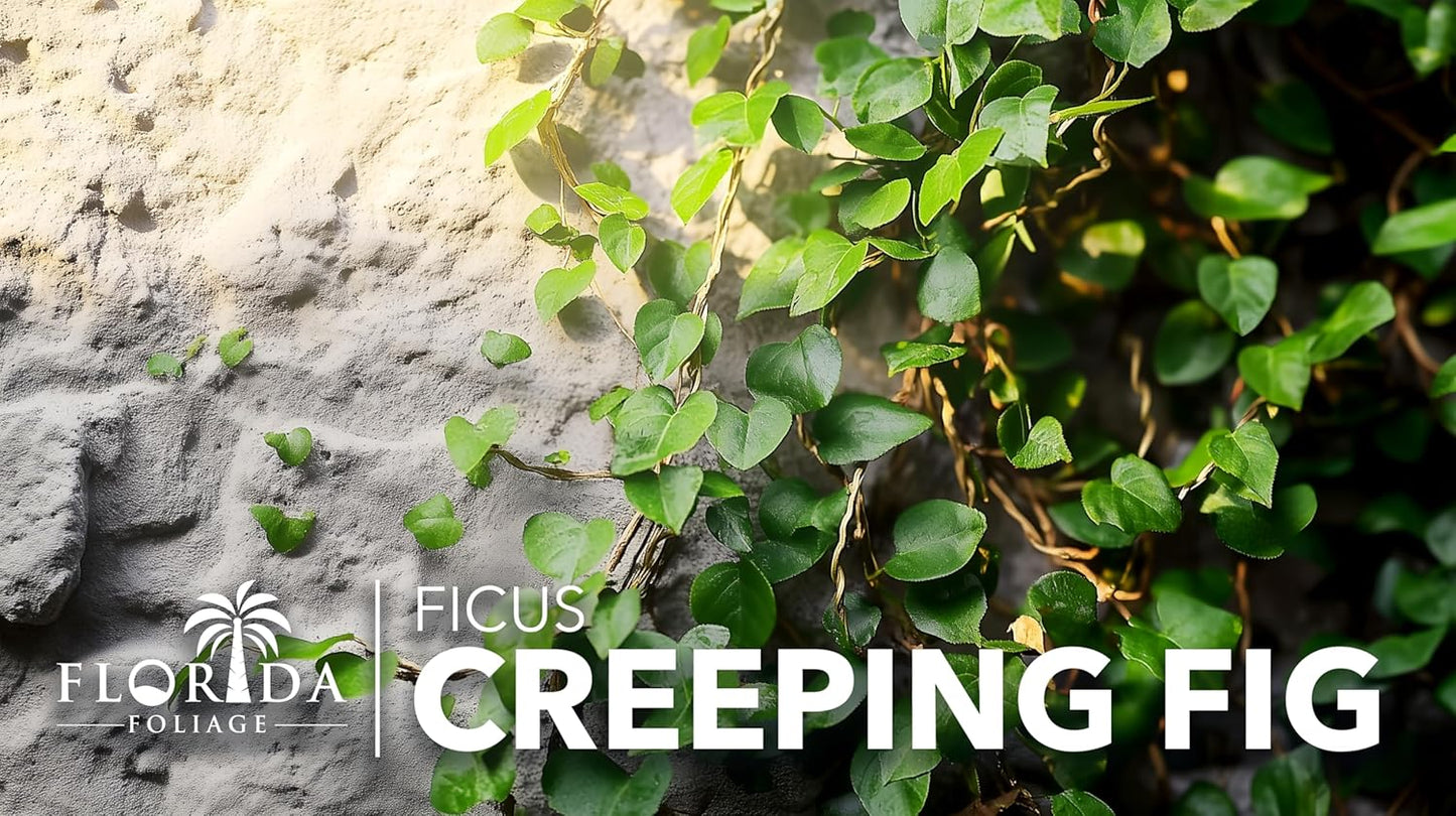 Creeping Fig Vine | 50 Live Plants | Ficus Pumila | Fast-Growing Ground Cover | Evergreen Climbing Vine for Walls & Trellises
