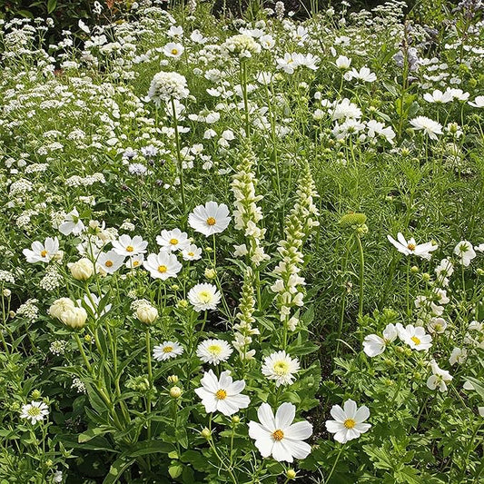 Ferry-Morse White Mix Bulk Flower Seeds, 1lb