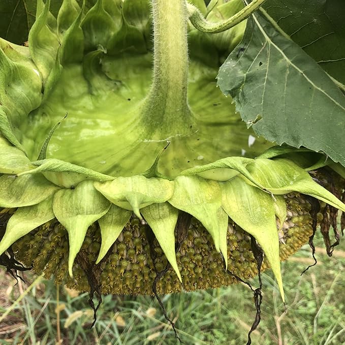 Organic Giant Sunflower Seeds (Helianthus annuus), 50 Seeds (12 Grams) - Cut Flower, Edible Seeds, Survival Food