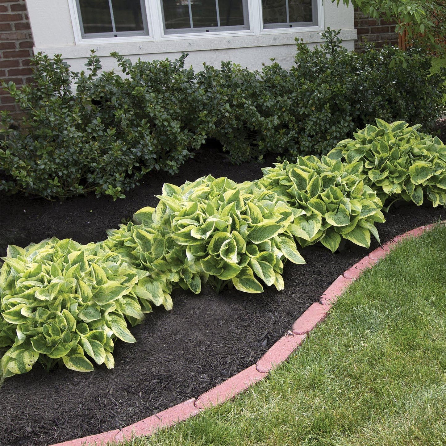 Best Deal on Amazon 9-Pack Hosta Bare Root Perennial Plants - Fresh from Our Farm Ship Fast Directly to you. Perfect for any home & garden grows year after year!