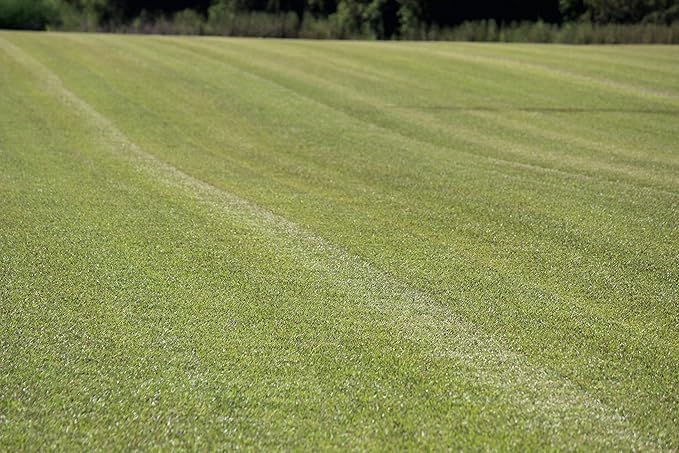 Centipede Grass Seed 5 Pound