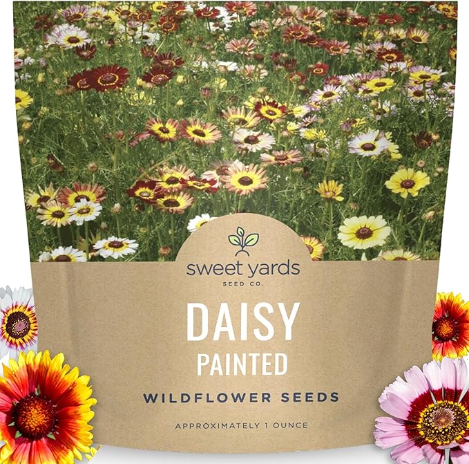 Painted Daisy - Large 1 Ounce Packet - 10,000 Flower Seeds for Planting - Tanacetum coccineum