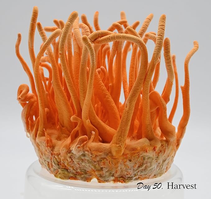 Root Mushroom Farm- Mushroom Grow kit -Cordyceps Militaris