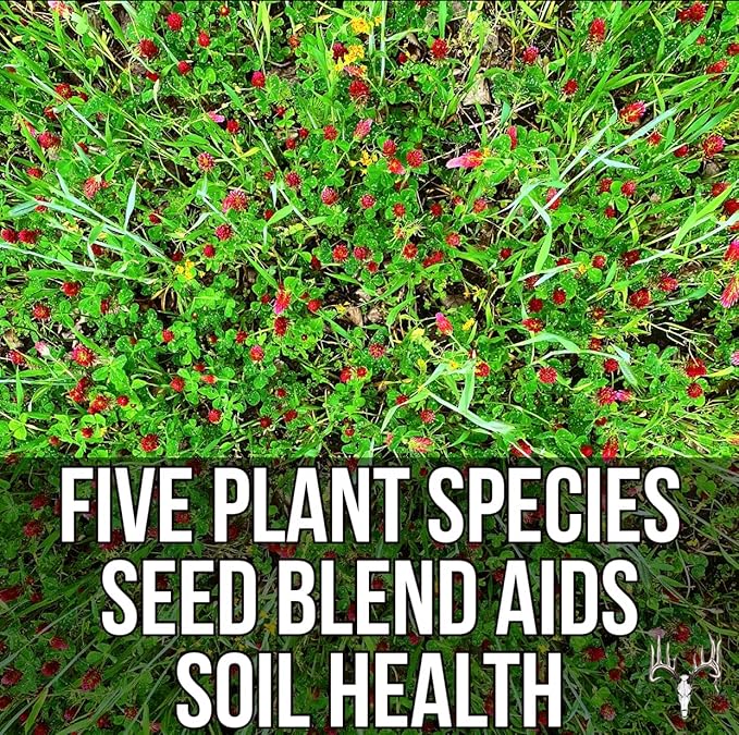 Branson’s Buffalo Blend, 50LB Bulk, Whitetail Food Plot Seed for Deer, Turkey, Pheasant, Dove, Elk & Duck, Plant Seeds Grow Forage to Feed & Attract Wildlife to Hunting Plots, No Till