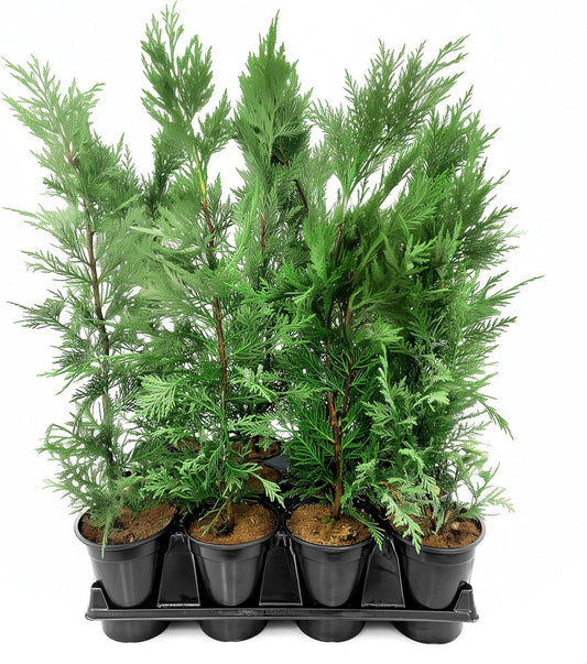 Leyland Cypress | 10 Quart Size Plants | Cupressocyparis leylandii | Fast Growing Privacy Trees, Evergreen Landscape Plants, Drought Tolerant, Low Maintenance, Windbreak, Hardy