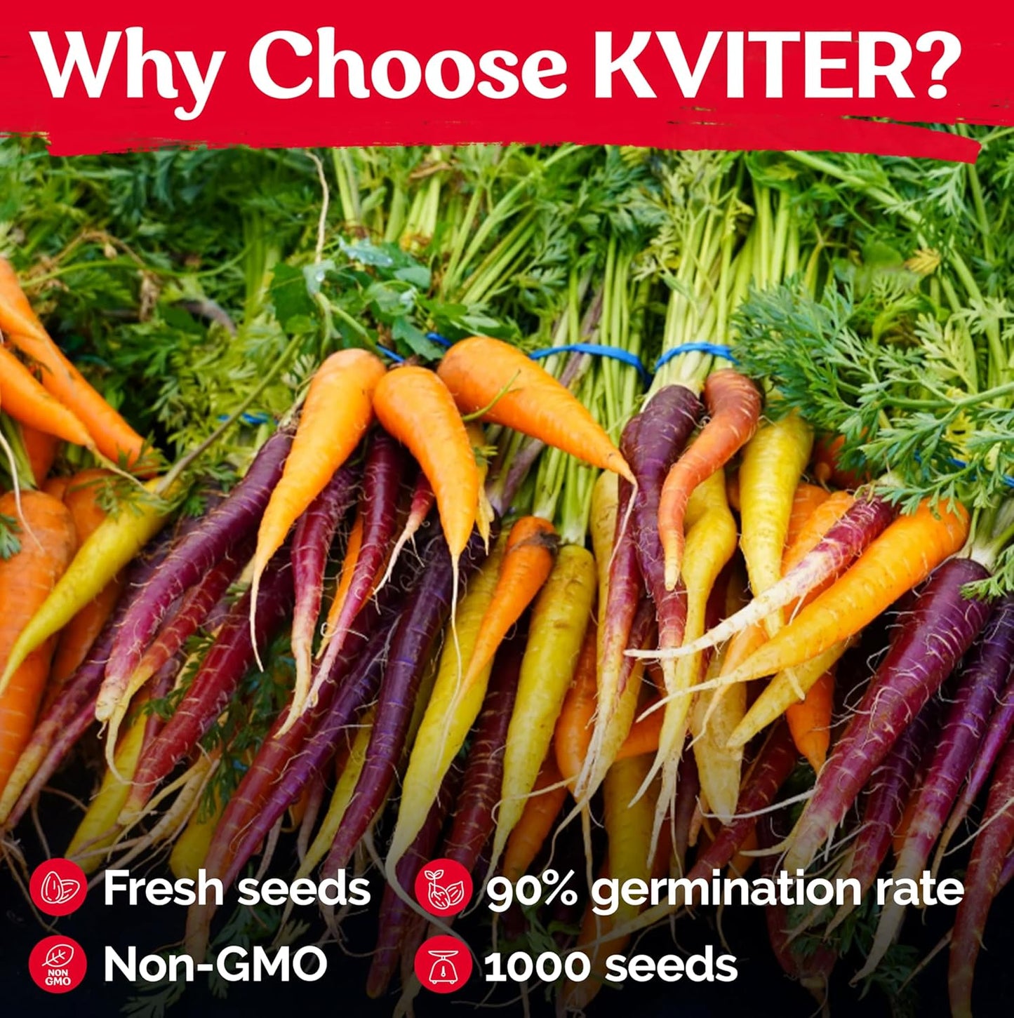 KVITER 1,000 Rainbow Carrot Seeds (Daucus Carota) - Baby Carrots Mix, Sweet & Tender Taste - Heirloom & Organic Carrots Seeds for Planting in Vegetable Garden, Raised Beds & Containers