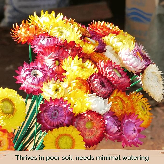KVITER 1,500 Tall Mix Strawflower Seeds for Planting (Xerochrysum/Helichrysum Bracteatum) — Golden Everlasting Flower, Paper Daisy — Ideal Organic, Heirloom Cut Flower Seeds to Plant Outside & Drying