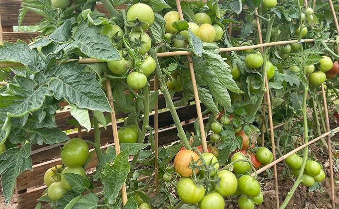 Plant Bamboo Post,4Feet,Bamboo Garden Stakes,50PcsBamboo Stakes,for Tomato,Beans,Vegetable and Flowers, Potted Plants,Indoor and Outdoor Climbing Plants